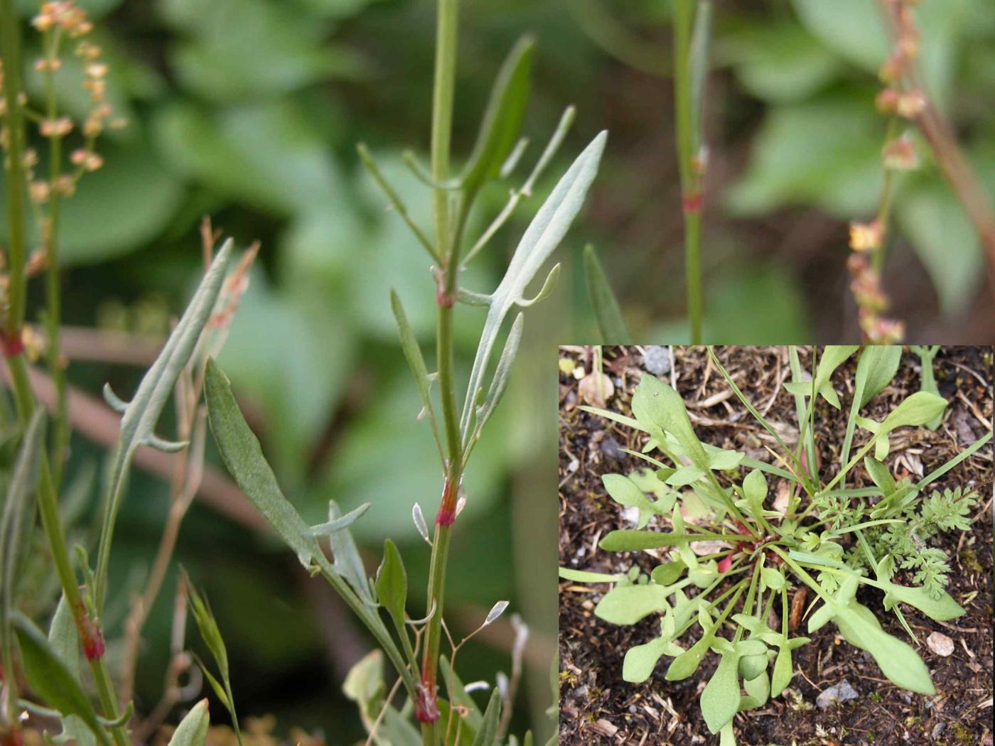 Sheep's Sorrel leaf